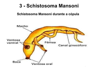Schistosoma Mansoni durante a cópula   3 - Schistosoma Mansoni 