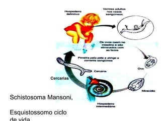                                                Cercarias   Schistosoma Mansoni,  Esquistossomo ciclo de vida 