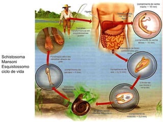 Schistosoma Mansoni Esquistossomo ciclo de vida 