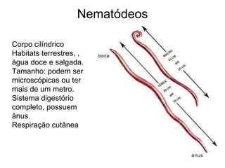 Nematódeos Corpo cilíndrico  Habitats terrestres, , água doce e salgada. Tamanho: podem ser microscópicas ou ter mais de um metro. Sistema digestório completo, possuem ânus. Respiração cutânea 