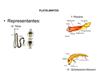 Representantes: PLATELMINTOS   1- Planária 2- Tênia 3 - Schistosoma Mansoni  