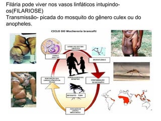 Filária pode viver nos vasos linfáticos intupindo-os(FILARIOSE) Transmissão- picada do mosquito do gênero culex ou do anopheles. 
