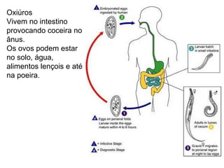 Oxiúros  Vivem no intestino provocando coceira no ânus. Os ovos podem estar no solo, água, alimentos lençois e até na poeira. 
