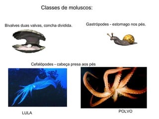 Classes de moluscos: Gastrópodes - estomago nos pés. Cefalópodes - cabeça presa aos pés Bivalves duas valvas, concha dividida. LULA   POLVO 