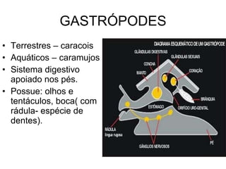 GASTRÓPODES Terrestres – caracois Aquáticos – caramujos Sistema digestivo apoiado nos pés. Possue: olhos e tentáculos, boca( com rádula- espécie de dentes). 