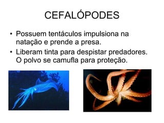 CEFALÓPODES Possuem tentáculos impulsiona na natação e prende a presa. Liberam tinta para despistar predadores. O polvo se camufla para proteção. 