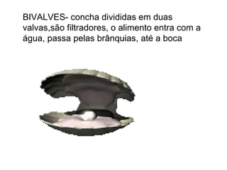 BIVALVES- concha divididas em duas valvas,são filtradores, o alimento entra com a água, passa pelas brânquias, até a boca 