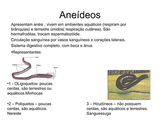 Aneídeos 1 - OLigoquetos- poucas cerdas, são terrestres ou aquáticos.Minhocas 2 – Poliquetos – poucas cerdas, são aquáticos. Nereide 3 – Hirudíneos – não possuem cerdas, são aquáticos e terrestres. Sanguessuga Representantes: Apresentam anéis , vivem em ambientes aquáticos (respiram por brânquias) e terrestre úmidos( respiração cutânea). São hermafroditas, trocam espermatozóide. Circulação sanguínea por vasos sanguíneos e corações laterais. Sistema digestivo completo, com boca e ânus. 