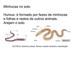 Minhocas no solo  Humus- é formado por fezes de minhocas e folhas e restos de outros animais. Arejam o solo CLITELO- próximo a boca, forma o casulo durante a reprodução 