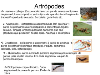 Artrópodes 1- Insetos – cabeça, tórax e abdomem/ um par de antenas e 3 pares de pernas/olhos compostos/ vários tipos de aparelho bucal/respiração traqueal/reprodução sexuada. Borboleta, gafanhoto etc. 2- Aracnídeos -  cefalotorax e abdomem/não têm antenas/ 4 pares de pernas/possuem pedipalpos ( alimentação,órgãos sexuais, pinças) .Aranhas possuem fianderas que são glândulas que produzem fio das teias. Aranhas e escorpiões 3- Crustáceos – cefalotorax e abdomem/ 2 pares de antenas / 5 pares de pernas/ respiração branquial. Paguro, camarões, lagostas, siris, carangueijos 4 – Quilópodes- corpo achatado primeiro segmento possui um par  de garras  para injetar veneno. Em cada segmento  um par de pernas.Centopeia. 5- Diplopodes- corpo cilíndrico. Cada segmento dois pares de pernas. Piolho de cobra 