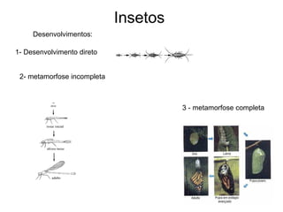 Insetos  Desenvolvimentos: 1- Desenvolvimento direto 3 - metamorfose completa 2- metamorfose incompleta 