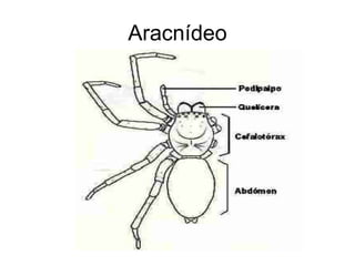 Aracnídeo 