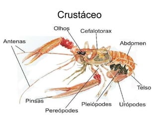 Crustáceo 
