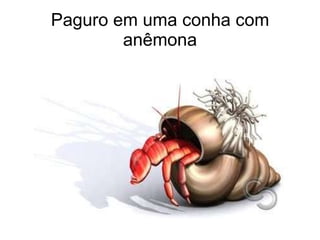 Paguro em uma conha com anêmona 