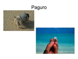 Paguro 