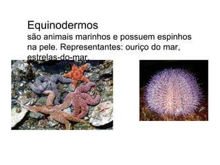 Equinodermos  são animais marinhos e possuem espinhos na pele. Representantes: ouriço do mar, estrelas-do-mar. 