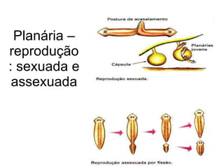 Planária – reprodução: sexuada e assexuada 