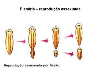                                                       Planária – reprodução assexuada 