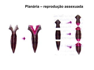Planária – reprodução assexuada 