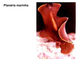                                      Planária marinha 