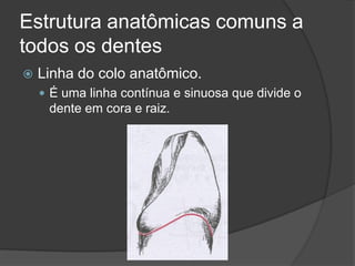 Estrutura anatômicas comuns a
todos os dentes
   Linha do colo anatômico.
     É uma linha contínua e sinuosa que divide o
     dente em cora e raiz.
 