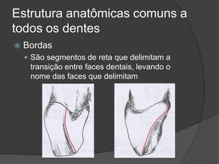 Estrutura anatômicas comuns a
todos os dentes
   Bordas
     São segmentos de reta que delimitam a
     transição entre faces dentais, levando o
     nome das faces que delimitam
 
