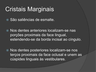 Cristais Marginais
   São saliências de esmalte.

   Nos dentes anteriores localizam-se nas
    porções proximais da face lingual,
    estendendo-se da borda incisal ao cíngulo.

   Nos dentes posteriores localizam-se nos
    terços proximais da face oclusal e unem as
    cúspides linguais às vestibulares.
 
