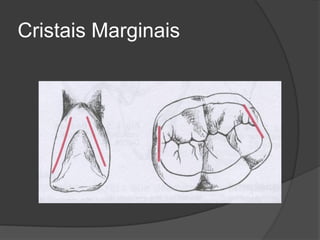 Cristais Marginais
 