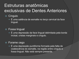 Estruturas anatômicas
exclusivas de Dentes Anteriores
   Cíngulo
     É uma saliência de esmalte no terço cervical da face
      lingual.


   Fossa lingual
     É uma depressão da face lingual delimitada pela borda
      incisal, cristas marginais e cíngulo.


   Forame cego
     É uma depressão puntiforme formada pela falta de
      coalescência do esmalte, na região entre cíngulo e
      fossa lingual. Não está sempre presente.
 