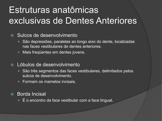Estruturas anatômicas
exclusivas de Dentes Anteriores
   Sulcos de desenvolvimento
     São depressões, paralelas ao longo eixo do dente, localizadas
      nas faces vestibulares de dentes anteriores.
     Mais freqüentes em dentes jovens.


   Lóbulos de desenvolvimento
     São três segmentos das faces vestibulares, delimitados pelos
      sulcos de desenvolvimento.
     Formam os mamelos incisais.


   Borda Incisal
     É o encontro da face vestibular com a face lingual.
 