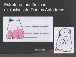Estruturas anatômicas
exclusivas de Dentes Anteriores




               Borda incisal
 