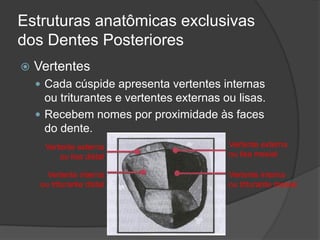Estruturas anatômicas exclusivas
dos Dentes Posteriores
   Vertentes
     Cada cúspide apresenta vertentes internas
      ou triturantes e vertentes externas ou lisas.
     Recebem nomes por proximidade às faces
      do dente.
      Vertente externa                     Vertente externa
          ou lisa distal                   ou lisa mesial

       Vertente interna                    Vertente interna
     ou triturante distal                  ou triturante mesial
 