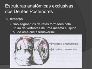 Estruturas anatômicas exclusivas
dos Dentes Posteriores
   Arestas
     São segmentos de retas formados pela
     união de vertentes de uma mesma cúspide
     ou de uma crista transversal.
 