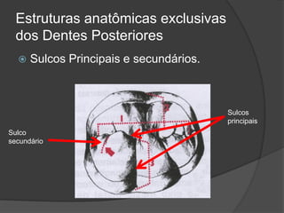 Estruturas anatômicas exclusivas
  dos Dentes Posteriores
     Sulcos Principais e secundários.



                                         Sulcos
                                         principais
Sulco
secundário
 