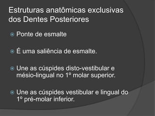 Estruturas anatômicas exclusivas
dos Dentes Posteriores
   Ponte de esmalte

   É uma saliência de esmalte.

   Une as cúspides disto-vestibular e
    mésio-lingual no 1º molar superior.

   Une as cúspides vestibular e lingual do
    1º pré-molar inferior.
 