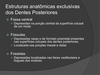 Estruturas anatômicas exclusivas
dos Dentes Posteriores
   Fossa central
     Depressões na porção central da superfície oclusal
      de um molar.

   Fóssulas
     Depressões rasas e de formato piramidal presentes
      nas superfícies oclusais dos dentes posteriores.
     Localizada nas porções mesial e distal.


   Fossetas
     Depressões localizadas nas faces vestibulares e
      linguais dos molares.
 