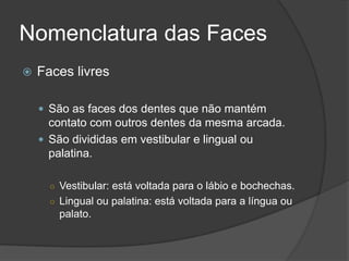 Nomenclatura das Faces
   Faces livres

     São as faces dos dentes que não mantém
      contato com outros dentes da mesma arcada.
     São divididas em vestibular e lingual ou
      palatina.

      ○ Vestibular: está voltada para o lábio e bochechas.
      ○ Lingual ou palatina: está voltada para a língua ou
        palato.
 