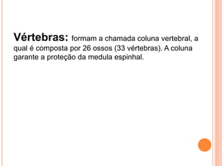 Vértebras: formam a chamada coluna vertebral, a
qual é composta por 26 ossos (33 vértebras). A coluna
garante a proteção da medula espinhal.
 