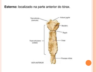 Esterno: localizado na parte anterior do tórax.
 