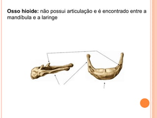 Osso hioide: não possui articulação e é encontrado entre a
mandíbula e a laringe
 