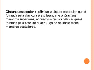Cinturas escapular e pélvica: A cintura escapular, que é
formada pela clavícula e escápula, une o tórax aos
membros superiores, enquanto a cintura pélvica, que é
formada pelo osso do quadril, liga-se ao sacro e aos
membros posteriores.
 