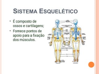 SISTEMA ESQUELÉTICO
 