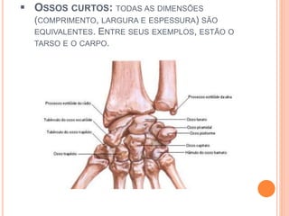  OSSOS CURTOS: TODAS AS DIMENSÕES
(COMPRIMENTO, LARGURA E ESPESSURA) SÃO
EQUIVALENTES. ENTRE SEUS EXEMPLOS, ESTÃO O
TARSO E O CARPO.
 