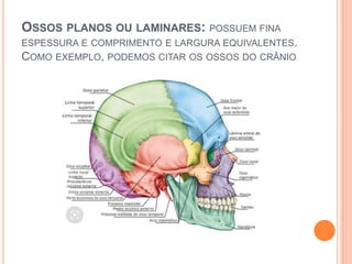 OSSOS PLANOS OU LAMINARES: POSSUEM FINA
ESPESSURA E COMPRIMENTO E LARGURA EQUIVALENTES.
COMO EXEMPLO, PODEMOS CITAR OS OSSOS DO CRÂNIO
 