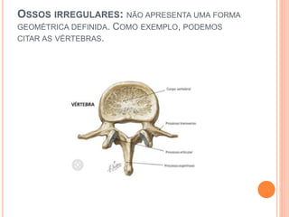 OSSOS IRREGULARES: NÃO APRESENTA UMA FORMA
GEOMÉTRICA DEFINIDA. COMO EXEMPLO, PODEMOS
CITAR AS VÉRTEBRAS.
 