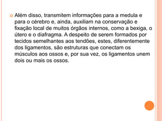  Além disso, transmitem informações para a medula e
para o cérebro e, ainda, auxiliam na conservação e
fixação local de muitos órgãos internos, como a bexiga, o
útero e o diafragma. A despeito de serem formados por
tecidos semelhantes aos tendões, estes, diferentemente
dos ligamentos, são estruturas que conectam os
músculos aos ossos e, por sua vez, os ligamentos unem
dois ou mais os ossos.
 