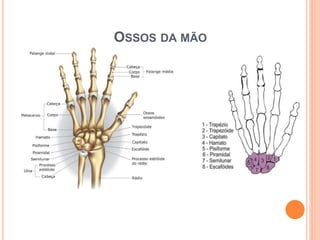 OSSOS DA MÃO
 