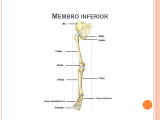 MEMBRO INFERIOR
 