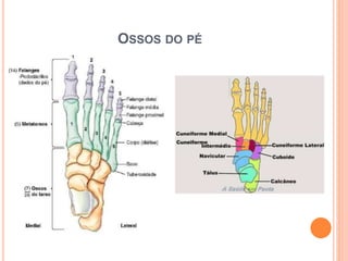OSSOS DO PÉ
 