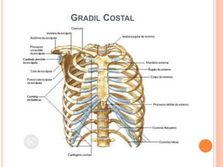GRADIL COSTAL
 